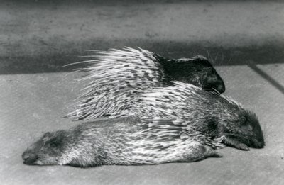 Três porcos-espinhos africanos do CapeSouth, zoológico de Londres, 1925 de Frederick William Bond