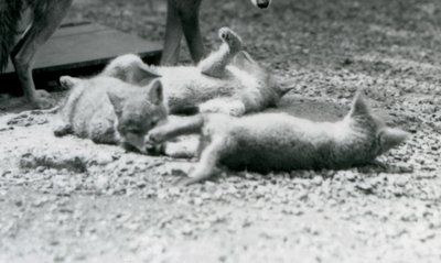Três filhotes de coiote rolando no chão, aos pés da mãe, no Zoológico de Londres de Frederick William Bond