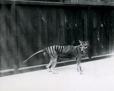 Thylacine lobo da Tasmânia no zoológico de Londres, antes de 1930 de Frederick William Bond