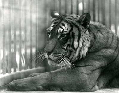 Tiger Sam no zoológico de Londres, 1925 de Frederick William Bond