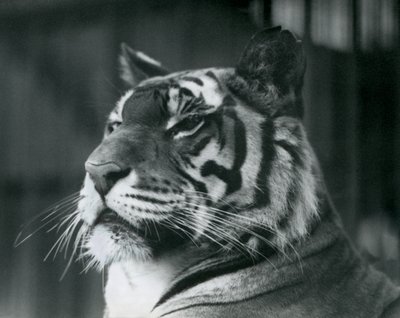 Tigresa Sally no zoológico de Londres em 1927 de Frederick William Bond