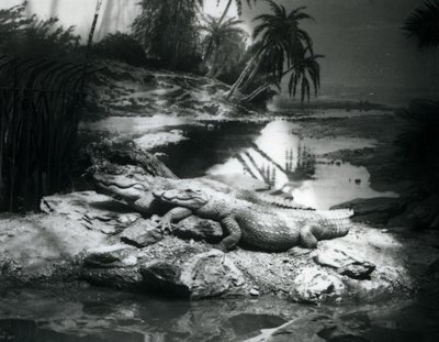 Dois jacarés, em um cenário panorâmico, no zoológico de Londres em junho de 1927 de Frederick William Bond