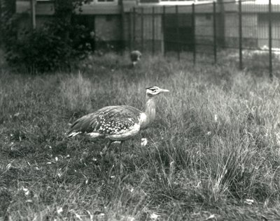 Dois bustards arábicos em pé em seu recinto no zoológico de Londres, em setembro de 1927 de Frederick William Bond