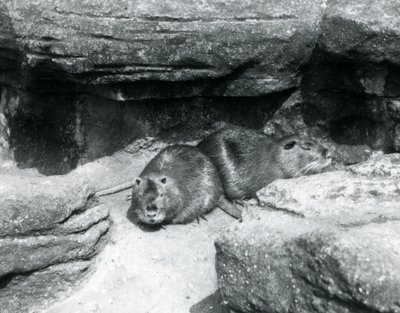 Dois Coypu descansando entre rochas em seu recinto no Zoológico de Londres, em abril de 1925 de Frederick William Bond