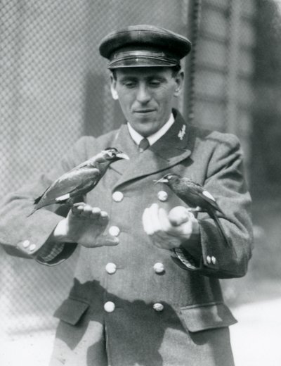 Dois pássaros Myna nas mãos do goleiro Thomas Raggett, Zoológico de Londres, junho de 1924 de Frederick William Bond