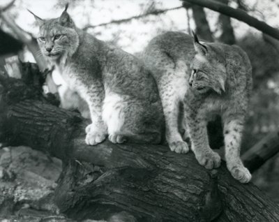 Dois linces do norte, um sentado e um em pé, em um galho, zoológico de Londres, outubro de 1925 de Frederick William Bond