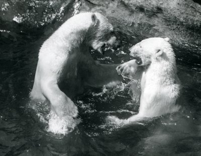 Dois ursos polares brincando em sua piscina no zoológico de Londres em 1926 de Frederick William Bond