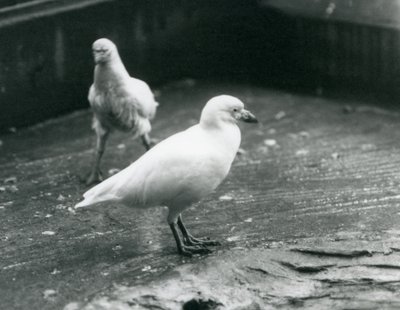 Dois bainhas nevadas em pé e andando no chão no zoológico de Londres, de agosto de 1927 de Frederick William Bond