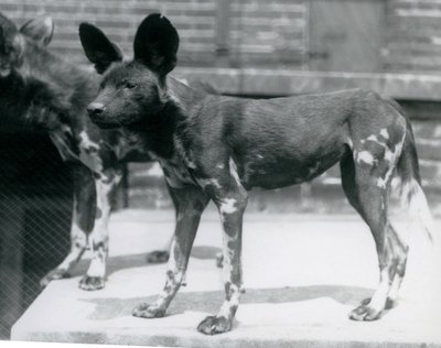 Dois cães selvagens somalis no zoológico de Londres, em julho de 1925 de Frederick William Bond