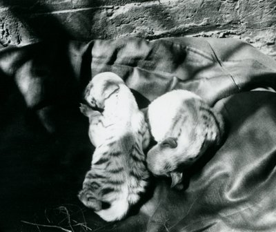 Dois filhotes Hyaena listrados no zoológico de Londres, c.1914 de Frederick William Bond
