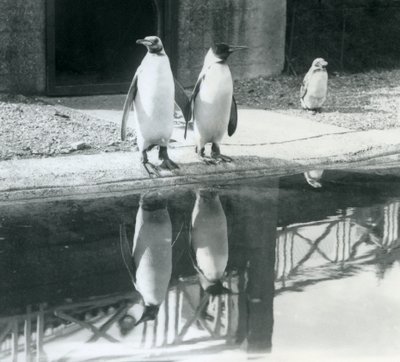 Dois pinguins-reis adultos junto à piscina com os seus reflexos na água, no Jardim Zoológico de Londres de Frederick William Bond