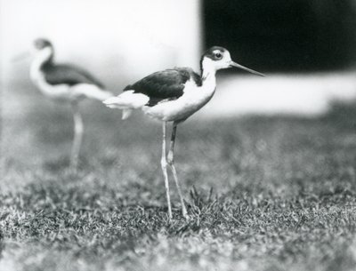 Dois palafitas de pescoço preto que estão na grama, zoológico de Londres, em julho de 1925 de Frederick William Bond
