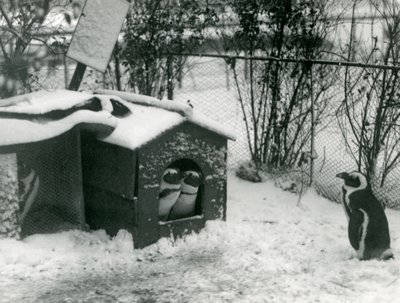 Dois pinguins de patas negras ameaçados de olhar para fora de sua caixa de nidificação, na neve, enquanto outro olha, London Zoo, 1924 de Frederick William Bond
