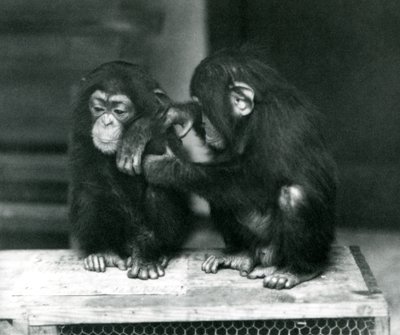 Dois, jovem, chimpanzés, sentando, ligado, um, crate madeira, londres, jardim zoológico, 1924 de Frederick William Bond