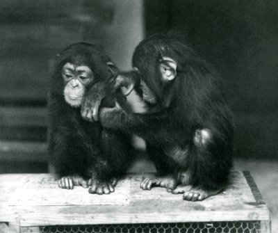 Dois jovens Chimpanzés sentados numa caixa de madeira. Um senta-se quieto enquanto o outro se senta a pele, no jardim zoológico de Londres. de Frederick William Bond