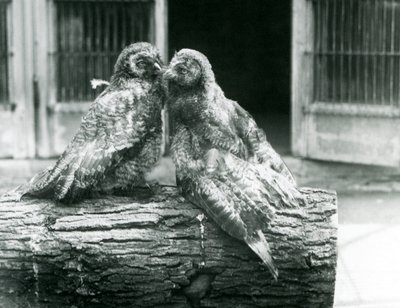Duas jovens Corujas Cinzentas, também conhecidas como Corujas da Lappa ou Lapp Owl, de frente um para o outro, sentadas num tronco, Jardim Zoológico de Londres, Agosto de 1926 (foto a p/b) de Frederick William Bond