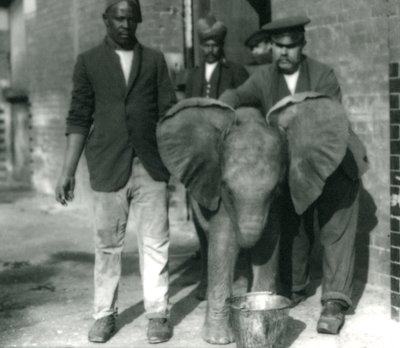 Elefante Africano jovem Kiberenge, bebendo de um balde, com treinadores Darish e Syed Ali e Keeper H. Robertson em 1923 de Frederick William Bond