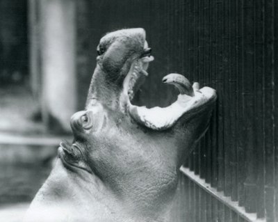 Jovem hipopótamo Bobbie no zoológico de Londres, 1927 de Frederick William Bond