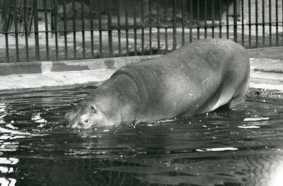 Jovem hipopótamo Bobbie entrando em sua piscina no zoológico de Londres em agosto de 1927 de Frederick William Bond