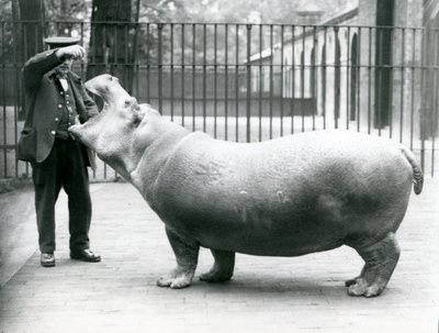 Jovem hipopótamo Bobbie com goleiro Ernie Bowman, zoológico de Londres, julho de 1923 (foto bw) de Frederick William Bond