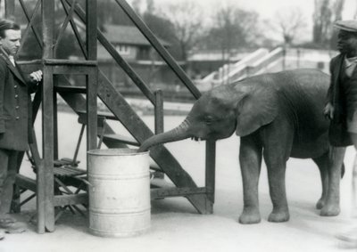 Jovem, femininas, pigmeu africano, elefante, oojah, investigar, um, barril, com, dela, tronco, enquanto, dela, keeper, e, treinador, olhe, ligado, jardim zoológico londres, julho, 1925 de Frederick William Bond