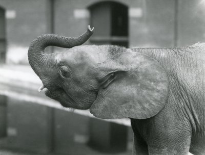Jovem fêmea elefante pigmeu Africano Oojah levantando seu tronco no zoológico de Londres, de julho de 1925 de Frederick William Bond