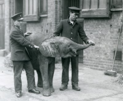 Jovem fêmea elefante pigmeu Africano Oojah levantando seu tronco para um deleite de seus guardiões no zoológico de Londres, de abril de 1925 de Frederick William Bond