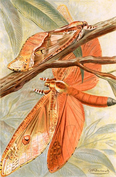 Mariposa gigante de Frederick William Frohawk