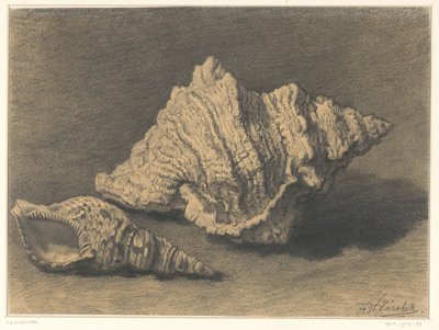 Duas conchas de Frederik Willem Zürcher