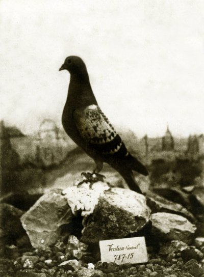 Animais durante a Primeira Guerra Mundial 1914-1918: O famoso pombo Vaillant Vaillant de French Photographer