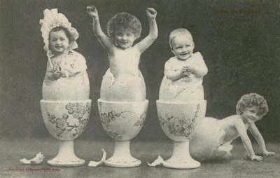 Bebês eclodindo a partir de ovos em ovoscopos (foto a/p) de French Photographer