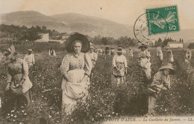 Cote dAzur, escolhendo jasmim. Postal enviado em 1913. de French Photographer