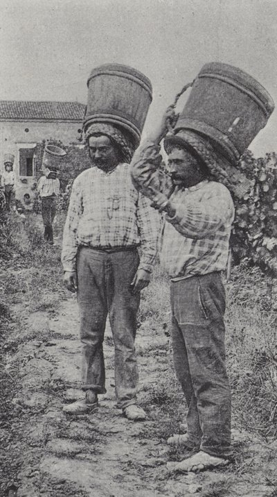 Colhedores de uvas no trabalho (foto a p/b) de French Photographer