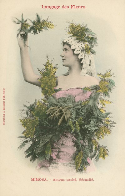 Linguagem das Flores, Mimosa (foto a cores) de French Photographer