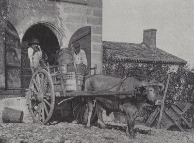 Transporte de uvas colhidas por carro de boi (foto a p/b) de French Photographer