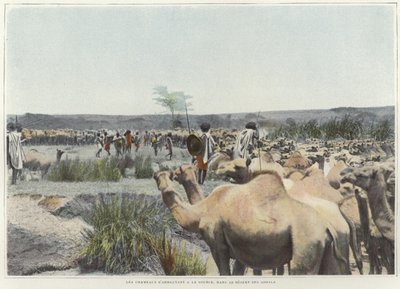 Molhar os camelos na fonte no deserto de French Photographer