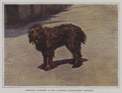 Griffon Apontador de Pêlo Lanoso (foto a cores) de French Photographer