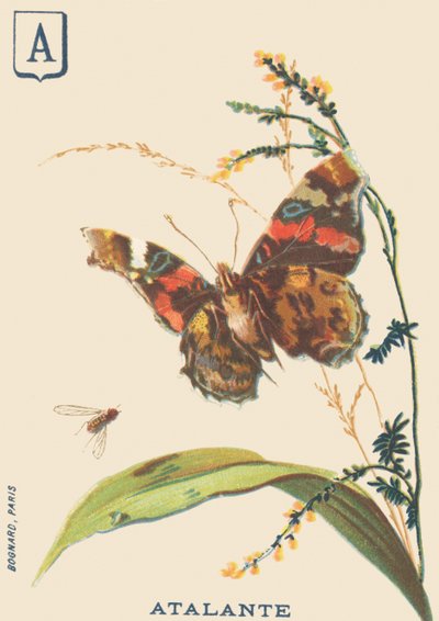 A: Atalante (Vanessa atalanta or Vulcan) de French School