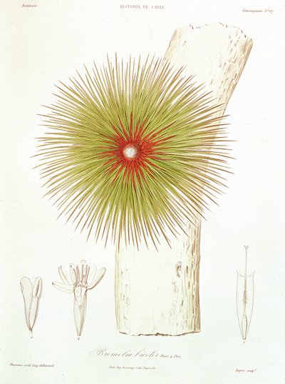 Uma bromélia encontrada nos Andes, de "Historia de Chile" de Claudio Gay, 1854 de French School