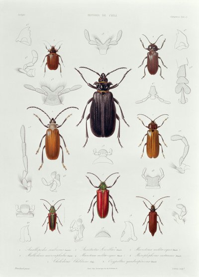 Uma coleção de coleópteros encontrados no Chile, ilustração de &39;Historia de Chile&39;, gravada por Lebrun, 1854 de French School