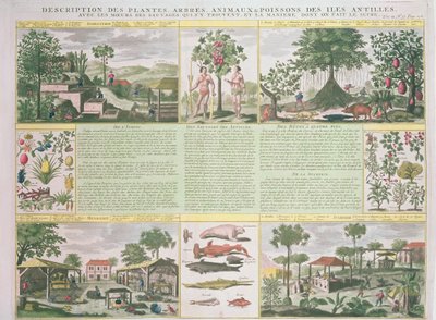 Uma descrição de plantas, árvores, animais e peixes encontrados nas Índias Ocidentais, ilustração da História Geral das Índias Ocidentais Ocupadas por François Vol. 2 de Jean Baptiste Du Tertre (1610-1687) de French School