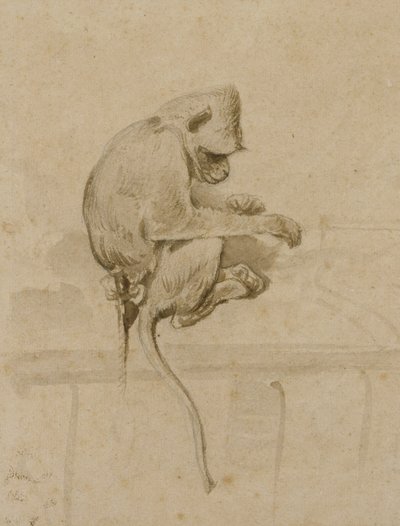 Um macaco (tinta no papel) de French School