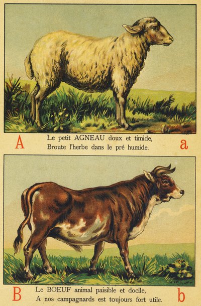 A como cordeiro e B como carne de French School