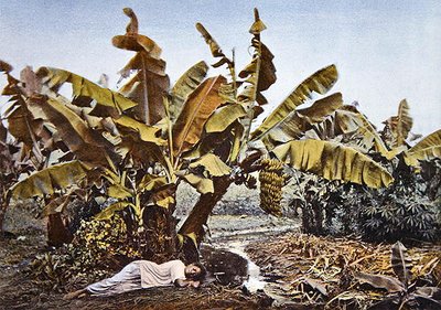 Uma plantação de banana e mandioca na Nova Caledônia, no final do século XIX (cor litho) de French School