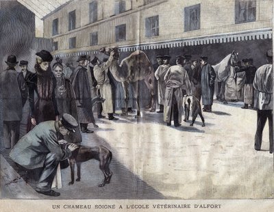 Um camelo cura-se na Escola Veterinária de Maison Alfort (Maison-Alfort). Ilustração de 1899 em "La petite Gironde". de French School