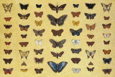 Uma colagem de borboletas e mariposas, incluindo a beleza de Camberwell, o rabo de andorinha britânico, o rabo de andorinha escasso, o pavão e a pequena concha de tartaruga, c.1830 (wc no papel) de French School