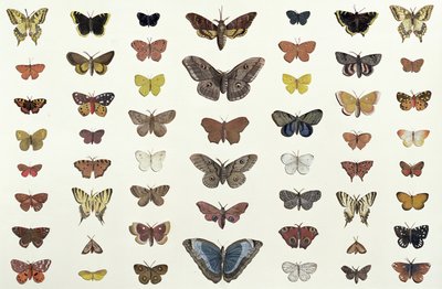 Uma colagem de borboletas e mariposas, incluindo a beleza de Camberwell, o rabo de andorinha britânico, o rabo de andorinha escasso, o pavão e a pequena concha de tartaruga, c.1830 (impressão de 104967) de French School