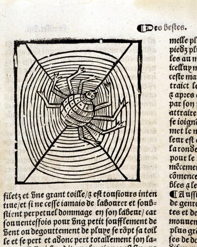 Uma aranha em sua teia no "Le Jardin de santé traduzido do latim para o francês recém-impresso em Paris". de French School
