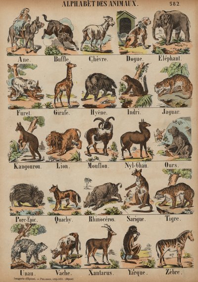 A a Z de animais (gravura colorida) de French School