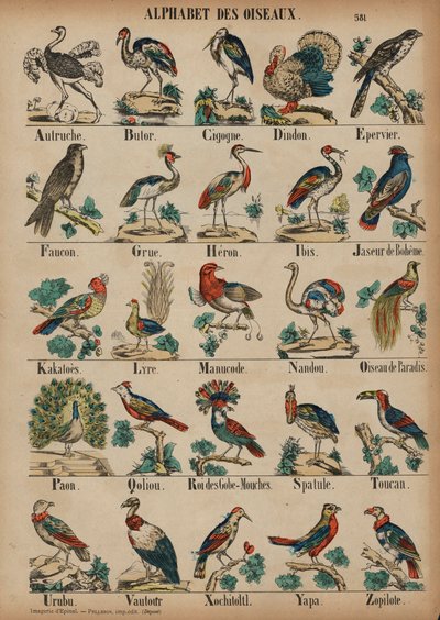 A a Z de aves (gravura colorida) de French School